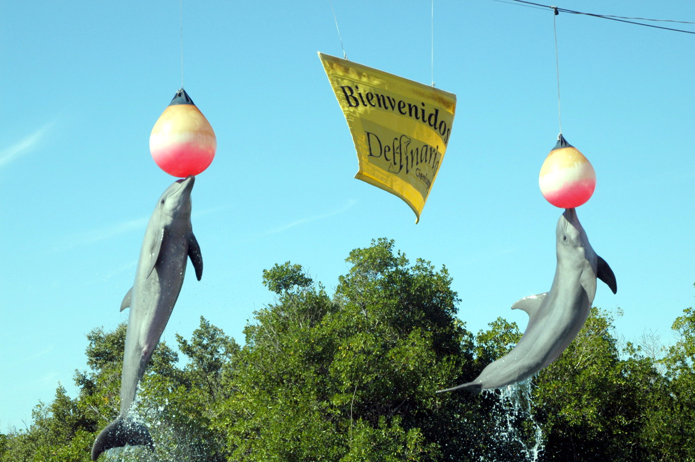 Delfines saltando en delfinario de Cienfuegos, a sólo 40 minutos de Marilope Hostal